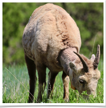 Big Horn Sheep - Grazing